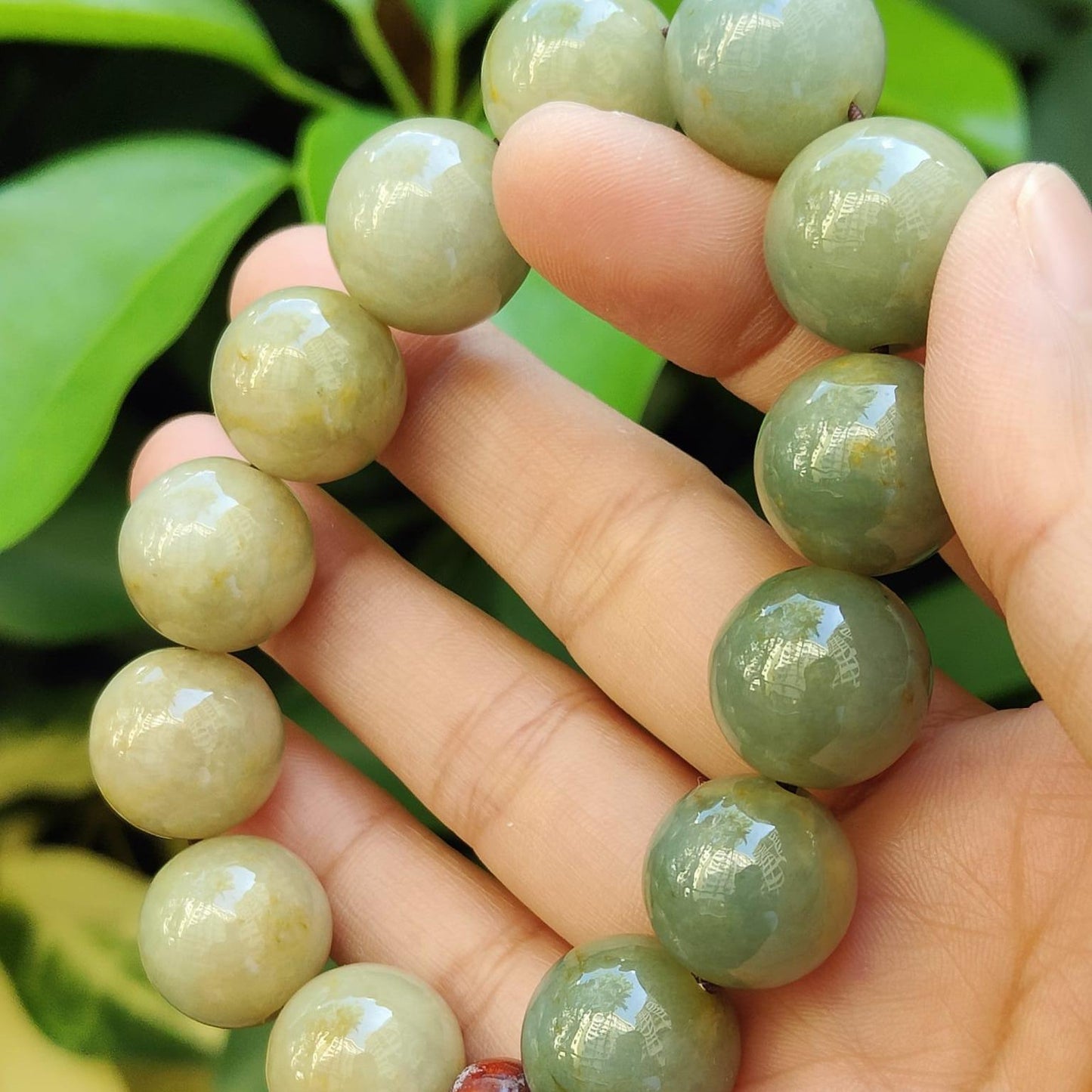 15.5mm Bracelet SG Seller Store - Light Green with Brownish Yellow Natural Type A Jadeite Jade certificate weighs 81.97 grams (bracelet30) Yi Pin Qian Jadeites Jade Jewelry ~Your Precious Quintessential ~ Singapore