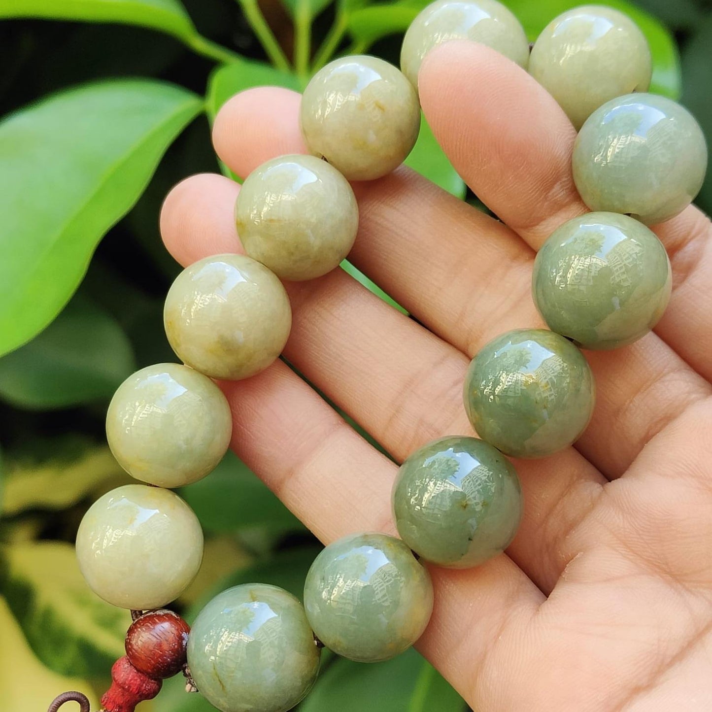 15.5mm Bracelet SG Seller Store - Light Green with Brownish Yellow Natural Type A Jadeite Jade certificate weighs 81.97 grams (bracelet30) Yi Pin Qian Jadeites Jade Jewelry ~Your Precious Quintessential ~ Singapore